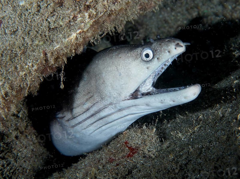 A Prince August moray eel (Muraena augusti) protrudes from a reef, its mouth wide open, dive site: Playa, Los Cristianos, Tenerife, Canary Islands, Spain