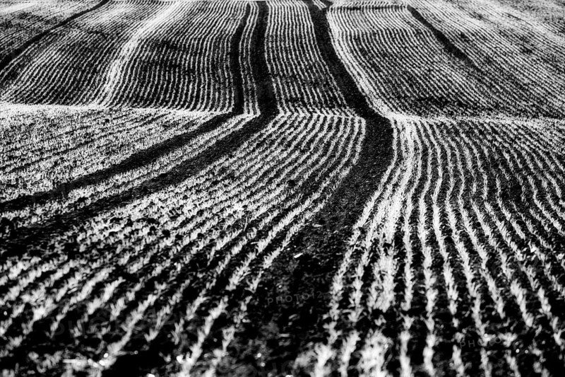 Cool-season cereals in autumn, Oberweser, Weser Uplands, Weserbergland, Hesse, Germany