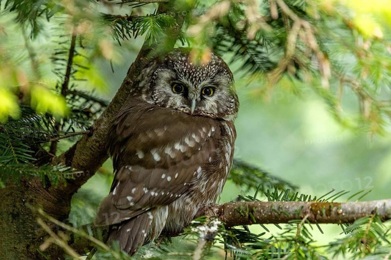 An owl sits alertly on a twig in a green forest, an adult Ural owl (Strix uralensis) perched on a fir tree, looking alert, in the Bohemian Forest, Czech Republic