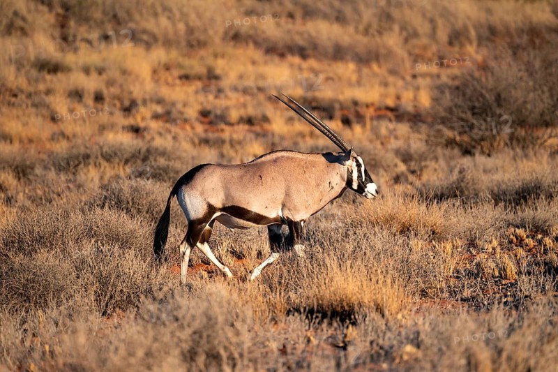 Oryx (Oryx gazella) on a sand dune, Kalahari Desert, Kgalagadi Transfrontier Park, South Africa