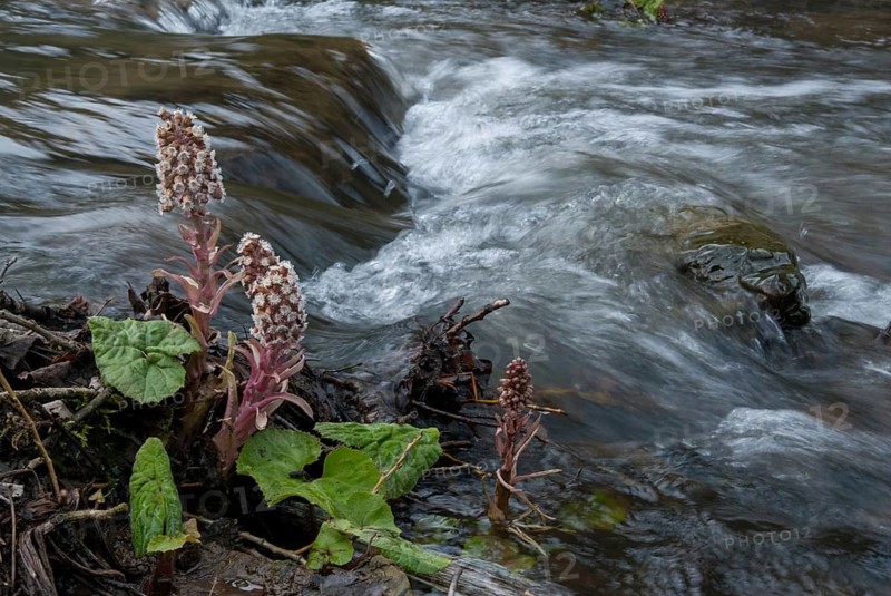 Asteraceae, butterbur, common butterbur, daisy, butterbur, petasites hybridus, red butterbur, butterbur, flora, spring, plants, plants