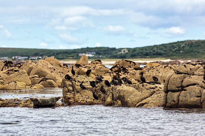 Colony of grey seals (Halichoerus grypus) and cormorants (Phalacrocoracidae) on rocky islands, granite cliffs, the coastline, Western Rocks, Norrad Rocks, breeding ground, bird sanctuary, Isles of Scilly, Scilly Islands, Cornwall, England, Great Britain
