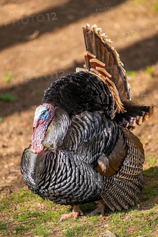 Wild turkey (Meleagris gallopavo) male spreading its feathers while standing on a meadow, Bavaria, Germany