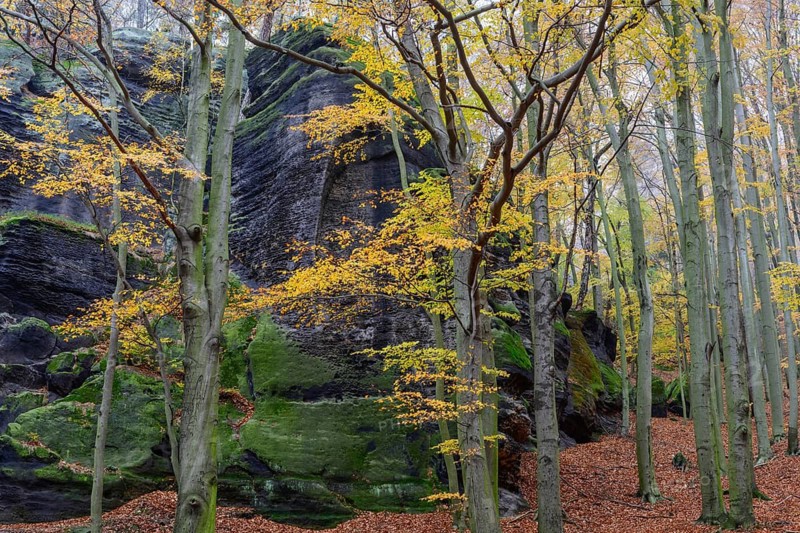 Autumnal colorful beech forest and sandstone cliffs, Großer Winterberg, Saxon Switzerland National Park, Saxony, Germany, November 2019