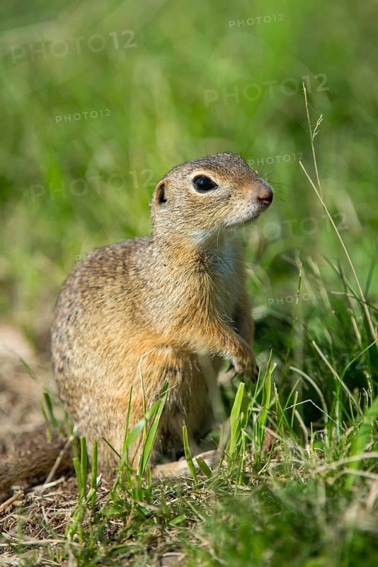 Citellus citellus, Czech Republic, European ground squirrel, common ground squirrel, rodents, rodentia, Czech Republic, high size, portrait format, mammals, rodents, mammals, ground squirrels