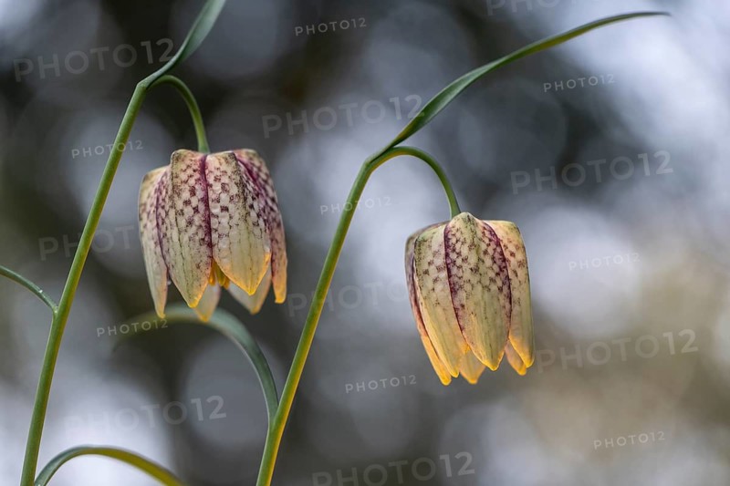 Snake's Head Fritillary (Fritillaria meleagris), Emsland, Lower Saxony, Germany