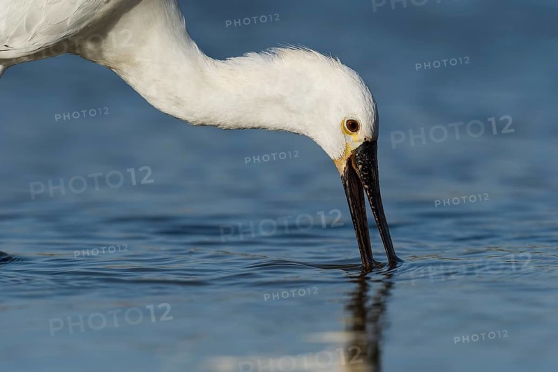 Eurasian Spoonbill (Platalea leucorodia) foraging, Eilat, Israel