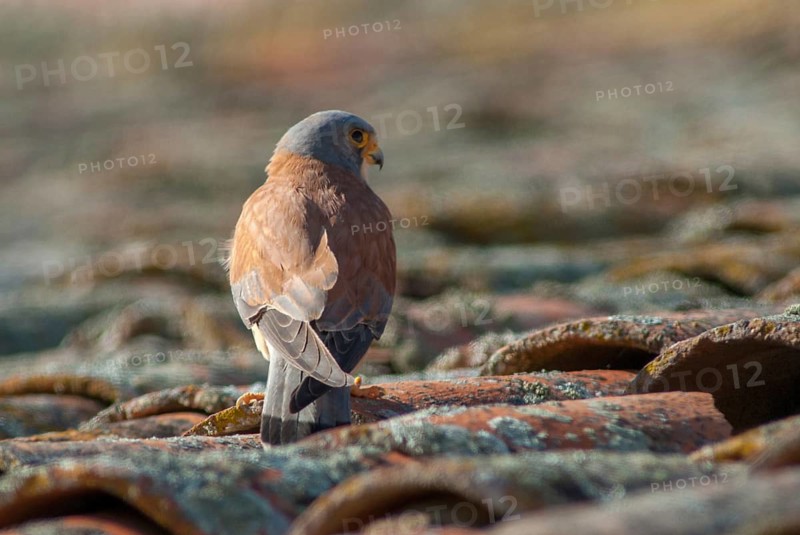 Falco naumanni, lesser kestrel, rubella falcon, birds, extremadura, falcon, falconiformes, falcons, birds of prey, hawk, male, raptor, raptors, Spain, birds