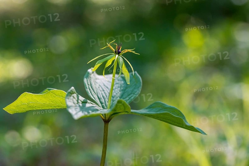 Three-leaf family, unicereal, paris quadrifolia, trilliaceae, four-leaf uniceberry, flora, herb-paris, plants, true lover's knot