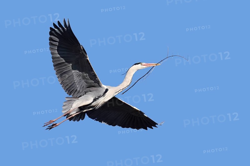 Grey heron (Ardea cinerea) in flight with nesting material, North Rhine-Westphalia, Germany