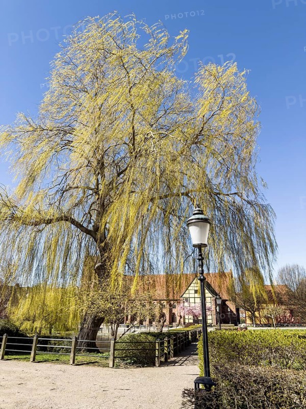 Weeping willow tree (Salix) against blue sky and at the monastery in springtime in Ystad, Skåne County, Sweden, Scandinavia
