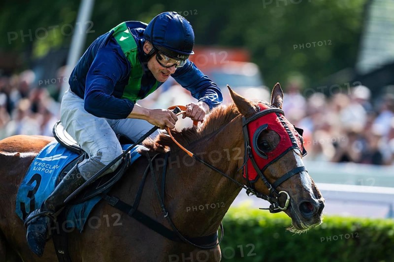 WROCLAW, POLAND - MAY 10, 2026: Horse race track WTWK Partynice. International steeplechase for horses 5 years old and older. Close-up of jockey leaning forward on horse ntense horse racing moment