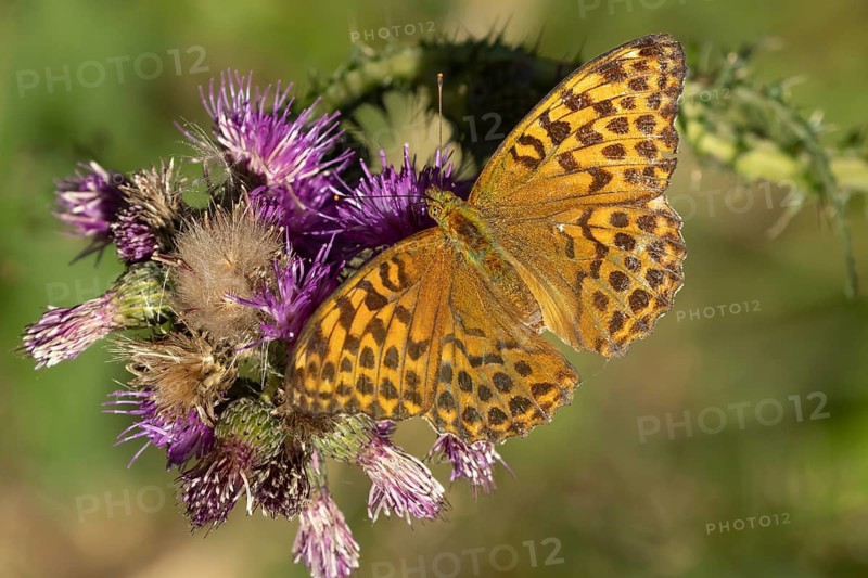 Silver-washed fritillary butterfly (Argynnis paphia) adult insect feeding on a marsh thistle flower in summer, England, United Kingdom