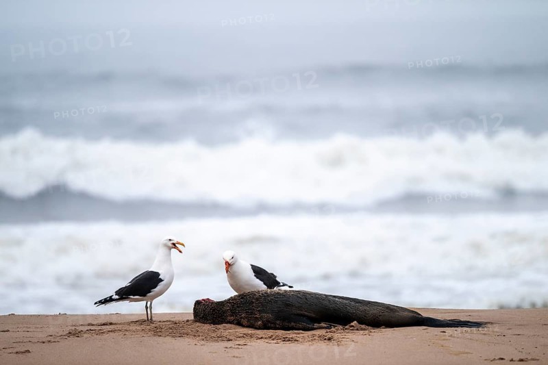 Two seagulls feed on a dead seal on the beach, Atlantic coast, Namib Naukluft Park, Namib Desert, Namibia