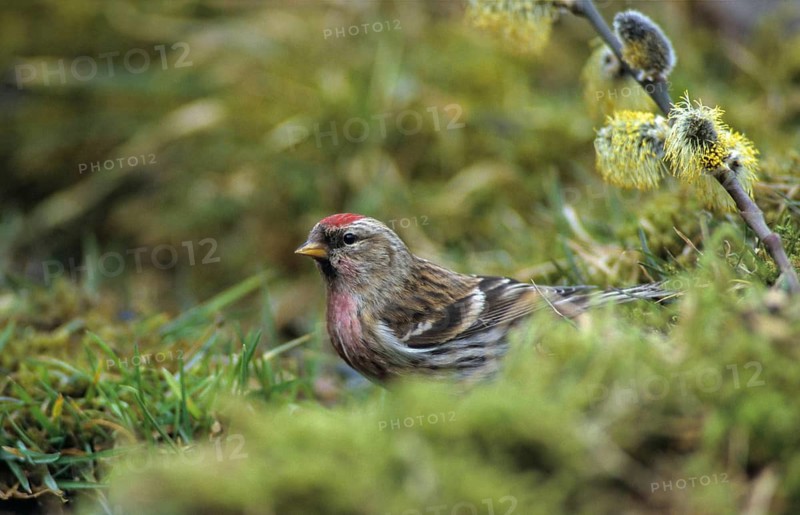 Acanthis flammea, birch siskin, redpoll, birds, spring, leo, male, passeri, songbirds, songbirds, jump, birds
