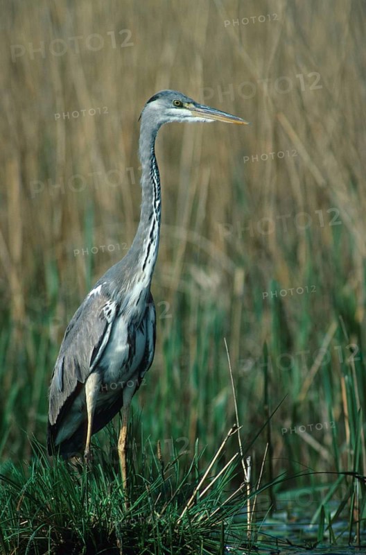 Ardea cinerea, heron, gray heron, birds, ciconiiformes, adolescent, high size, portrait, juvenile, leo, heron, walking birds, wading birds, birds