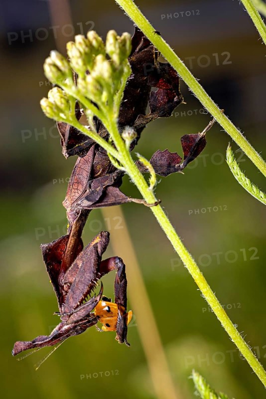 A praying mantis hunting a ladybird amongst plants, a ghost mantis in a meadow near Windhoek, Namibia (Phyllocrania paradoxa)