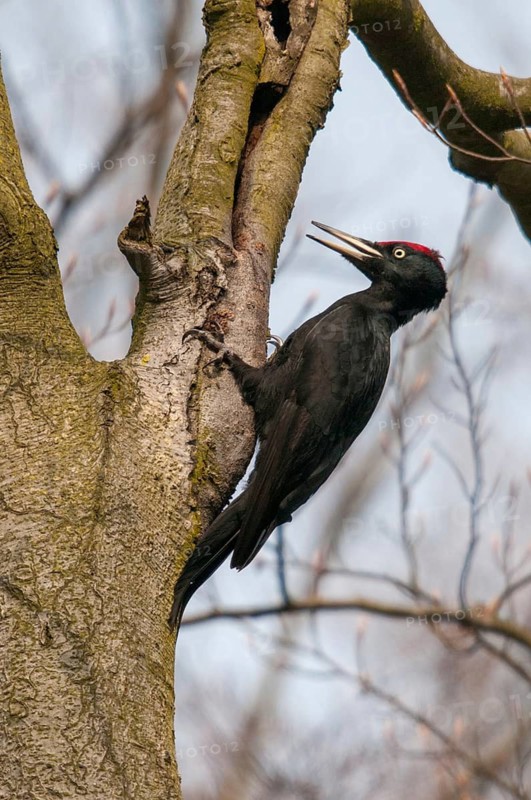 Black Woodpecker, Dryocopus Martius, Black Woodpecker, Birds, Spring, High Size, Portrait Format, Piciforms, Woodpeckers, Jump, Birds, Woodpecker