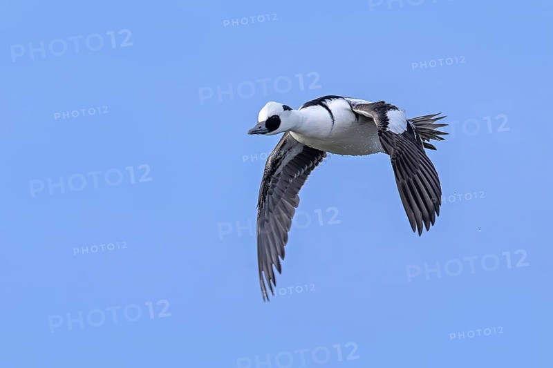 Smew (Mergellus albellus, Mergus albellus) adult male, drake in flight against blue sky in winter