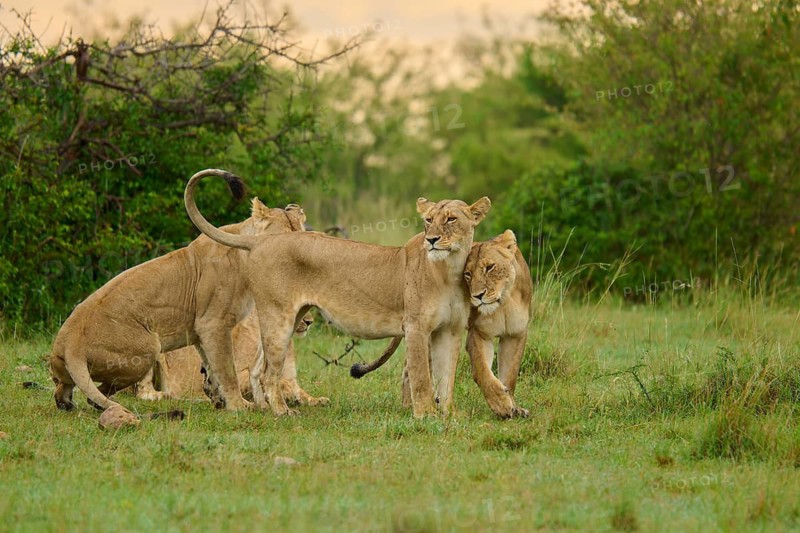 Four lions gathered in a green landscape on the savannah, lion (Panthera leo), Masai Mara National Reserve, Narok County, Kenya