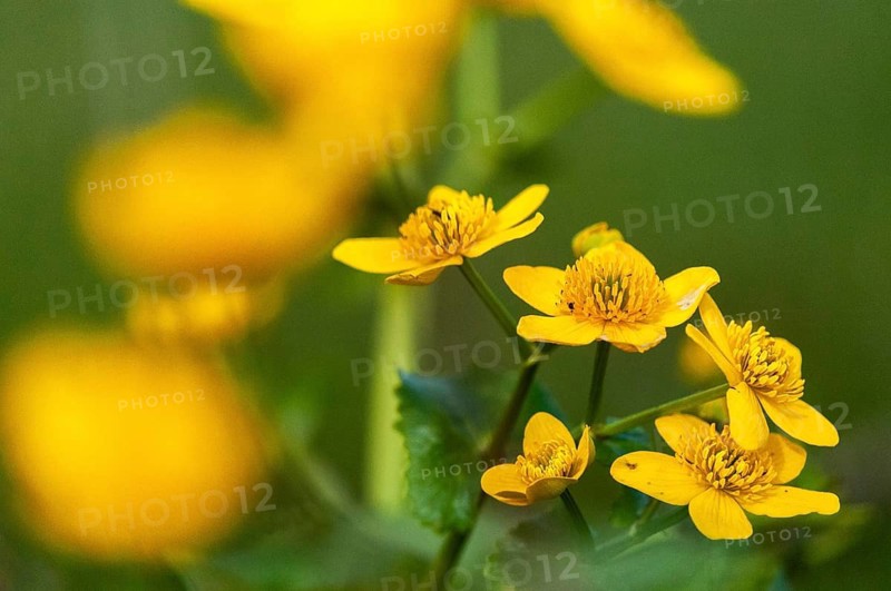 Caltha palustris, buttercup, ranunculaceae, marsh marigold, flora, high size, king cup, marsh marigold, plants