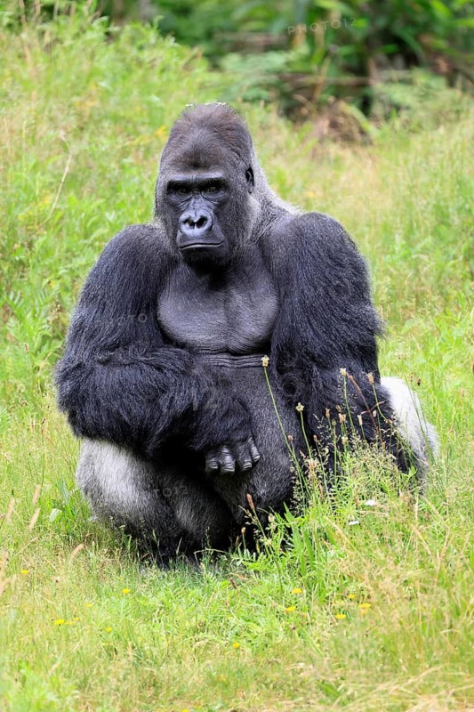 Western gorilla (Gorilla gorilla), adult, male, silverback, sitting on the ground