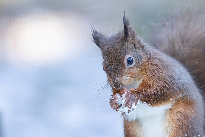 Red squirrel (Sciurus vulgaris) adult animal eating a nut in snow in winter, England, United Kingdom
