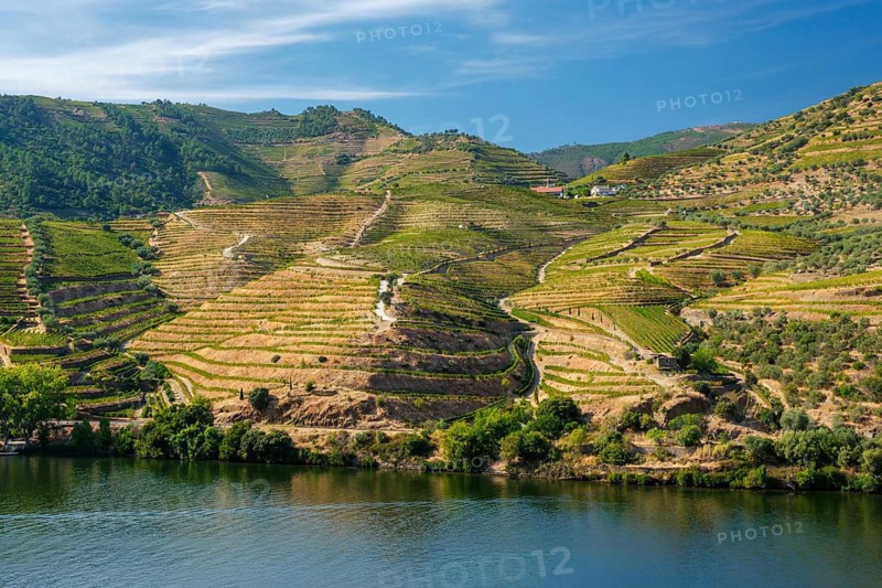 The Douro river reflects terraced vineyard hills in Portugal's Douro Valley, with bright daylight, green slopes and calm water in a wide landscape view