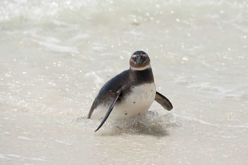 African Penguin (Spheniscus demersus) on beach, South Africa