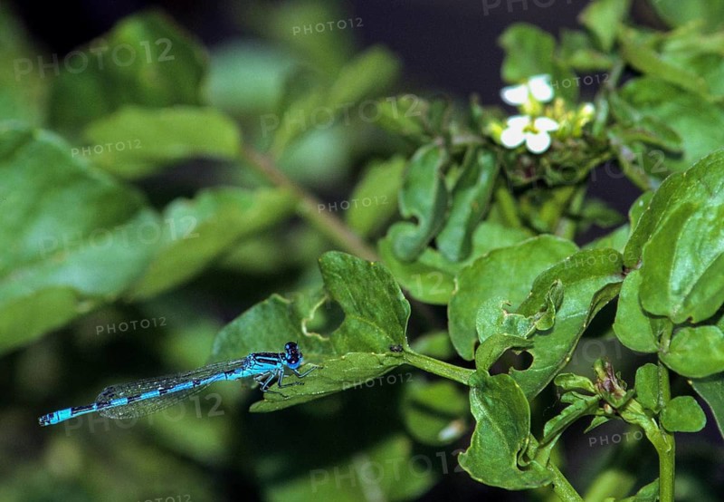 Coenagrion Mercuriale, Helmet Azuremaid, Southern Damselfly, Berle, Damselflies, Dragonflies, FFH, Streams, Insects, Leo, Dragonflies, Male, Odonata, Zygoptera