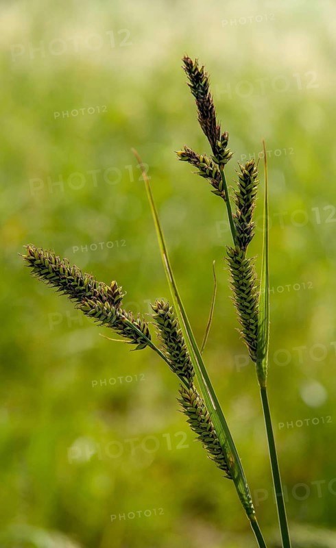 Carex Hartmanii, Carex Hartmaniorum, Cyperaceae, Hartman's sedge, sour grasses, sedge, flora, high size, portrait format, plants
