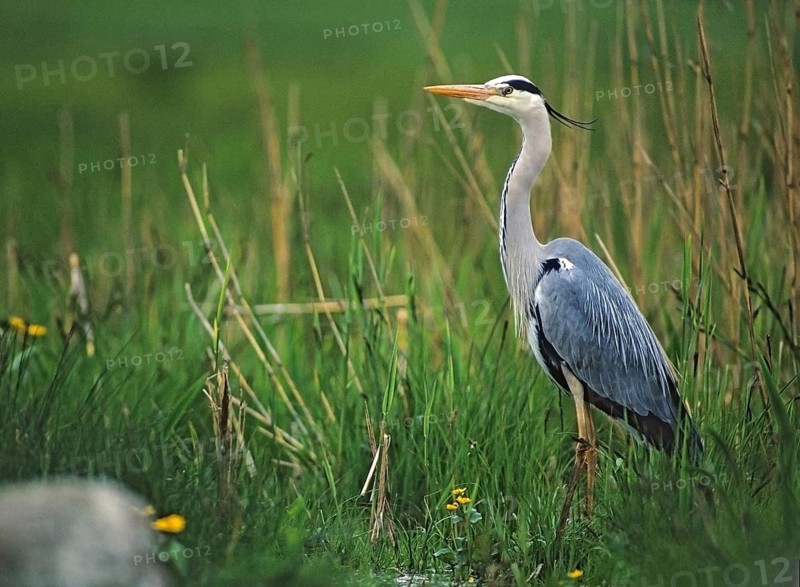 Ardea cinerea, heron, gray heron, adult, birds, ciconiiformes, adult, sexually mature, leo, heron, walking birds, waitbirds, birds