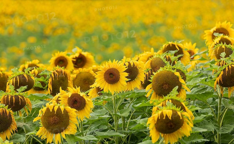 Horizontal close-up view of vibrant yellow blooming sunflowers (Helianthus annuus) in a field with a soft, blurred yellow background. Hallertau, Bavaria, Germany