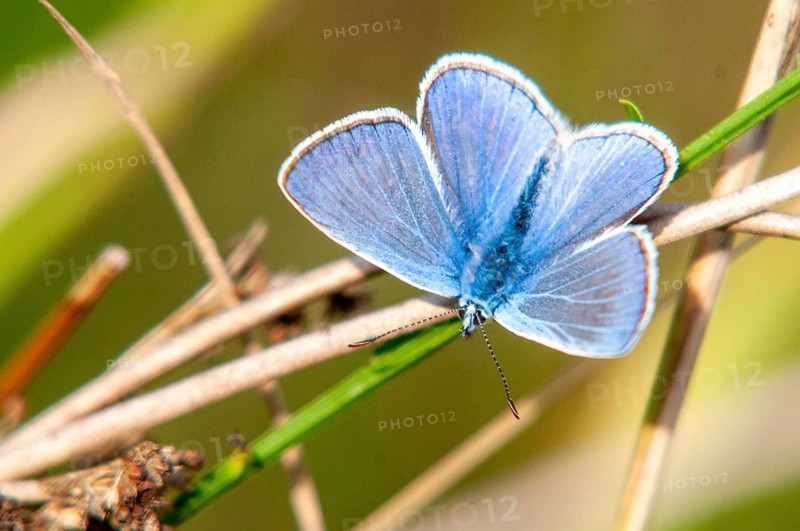 2009, Brandenburg, common blue, common blue, Germany, hauhechelbläuling, nabu, national natural heritage, natural paradise Grünhaus, polyommatus icarus, post-mining landscape, blue, butterfly, green house, insects, males, butterflies, butterflies, butterflies