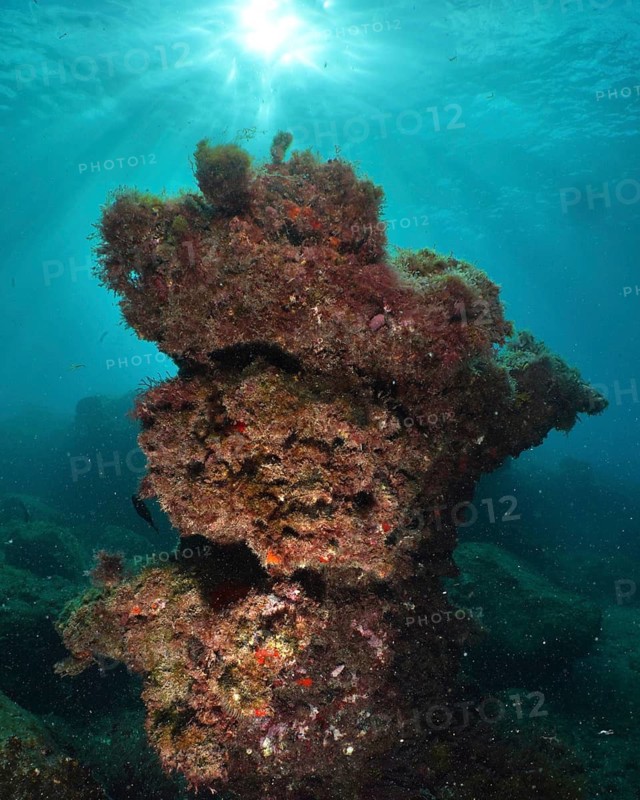 Underwater shot of a lava column on a reef with sunbeams through the water, Montana Amarilla dive site, Costa del Silencio, Tenerife, Canary Islands, Spain