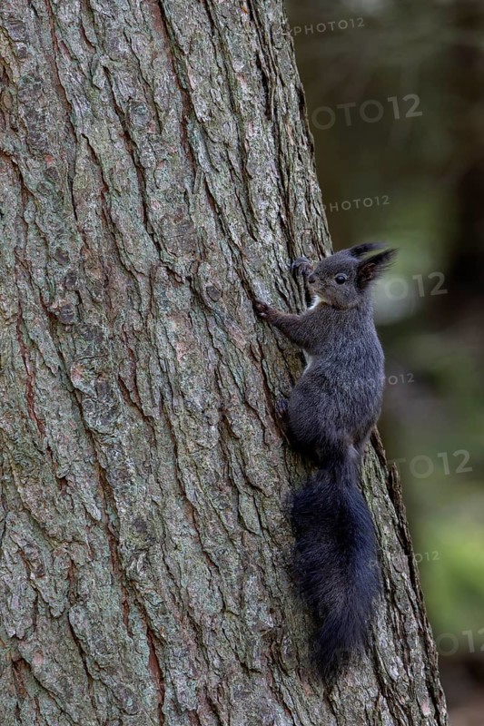 A young red squirrel (Sciurus vulgaris) on the trunk of a spruce tree, melanism, juvenile, independent, sweet, cute, April, Denmark