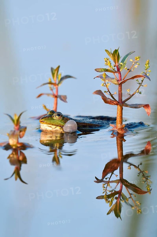 Marsh frog (Pelophylax ridibundus, Rana ridibunda), a male swimming in the water whilst calling, North Rhine-Westphalia, Germany