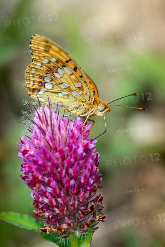 Argynnis adippe, Fabriciana adippe, fiery mother-of-pearl butterfly, high brown fritillary, mother-of-pearl butterfly, butterfly, high size, portrait format, insects, butterflies, butterflies