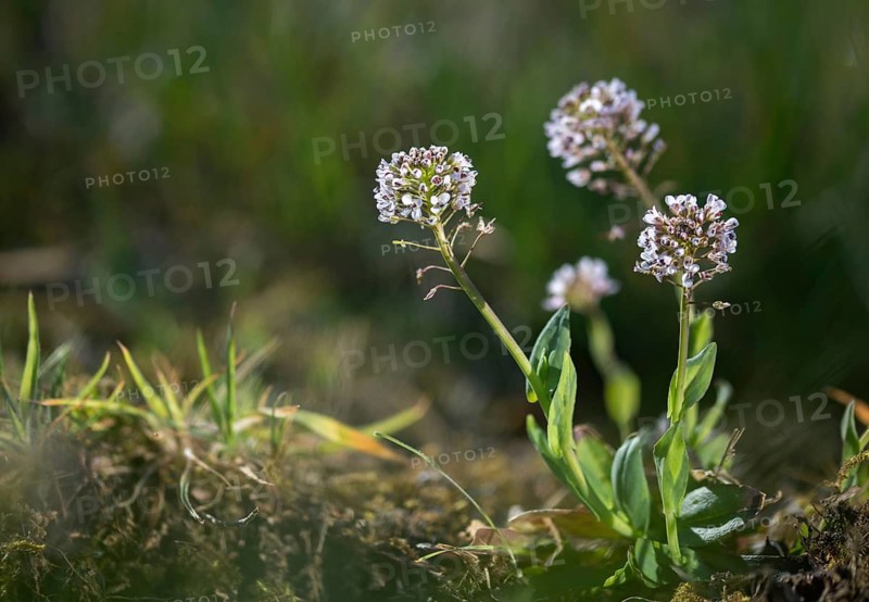 Alpine hellerkraut, brassicaceae, mountain shellwort, mountain stalk, cruciferous vegetables, noccaea caerulescens, thlaspi caerulescens, flora, plants, plants