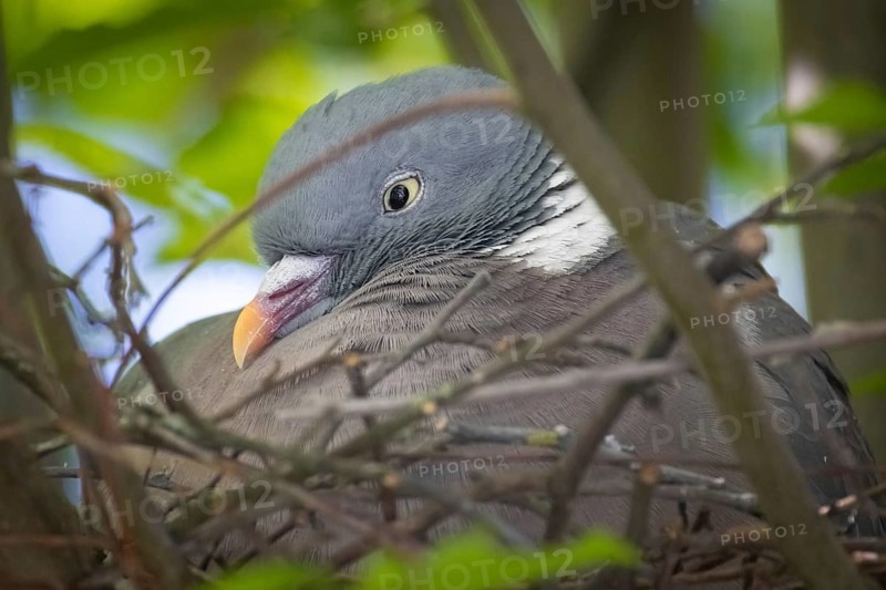 A dove sits in its nest in spring and breeds, Frankfurt am Main, Hesse, Germany