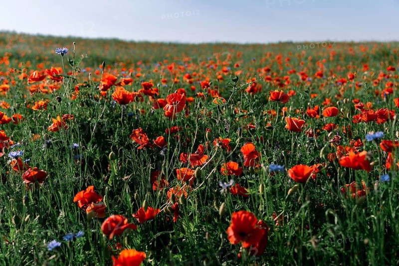 A field with flowering red field poppies (Papaver rhoeas), mixed with blue cornflowers (Centaurea cyanus)