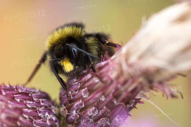 Apidae, bees, bombus lucorum, hymenoptera, insects, white-tailed bumblebee, white-tailed bumblebee