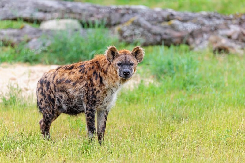 A fully grown female spotted hyena (Crocuta crocuta) stands in a green meadow. Ethiopia, Kenya, Tanzania, Botswana, Namibia, South Africa