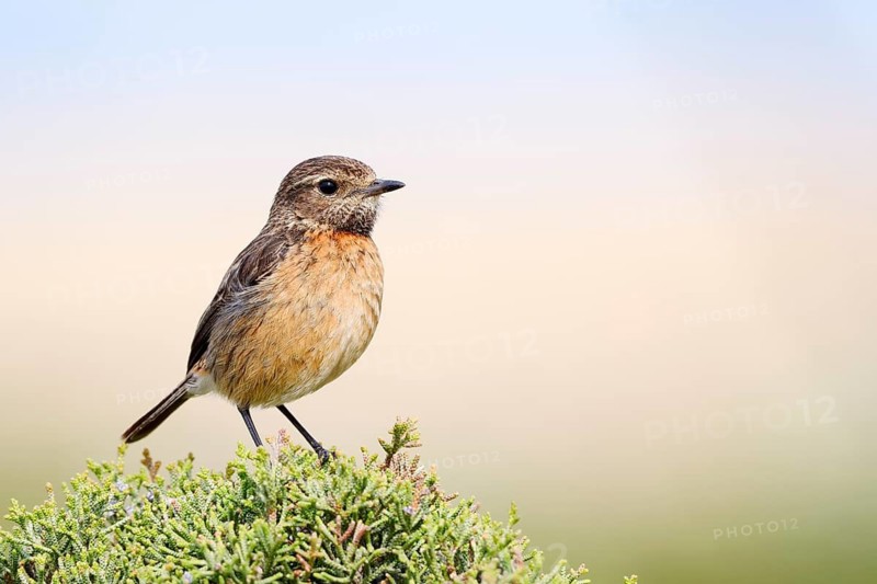 Stonechat (Saxicola rubicola), female, Algarve, Portugal