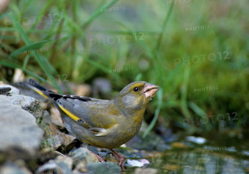 Carduelis Chloris, Chloris Chloris, Greenfinch, Greenfinch, Greenfinch, Greenfinch, Greenfinch, Greenfinch, Greenfinch, Greenfinch, Greenfinch, Greenfinch, Birdbath, Birds