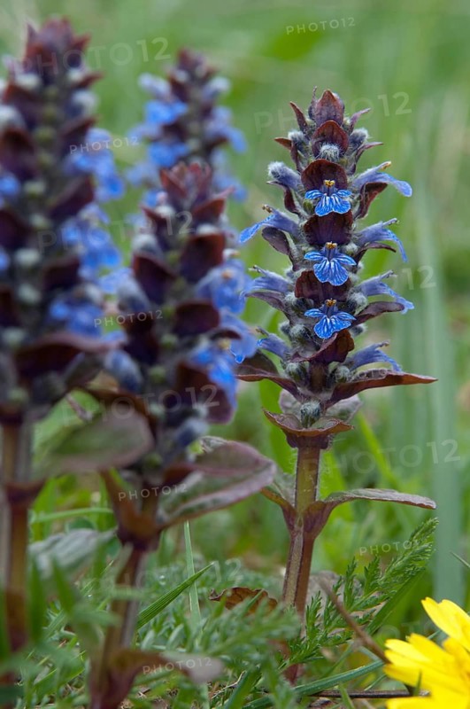 Ajuga Reptans, creeping Bugleweed, Lamiaceae, mint, blue bugle, bugle, bugleherb, bugleweed, carpet bugleweed, carpetweed, common bugle, flora, high size, portrait, plants, plants