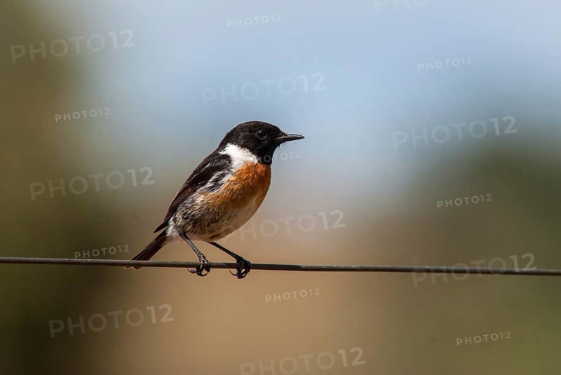 Saxicola torquata, blackthroats, stonechat, birds, extremadura, male, passeri, songbirds, songbirds, Spain, birds