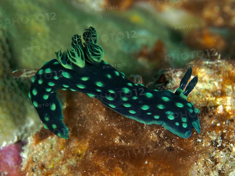 Green nudibranch with bright spots, the neon star nudibranch (Nembrotha cristata), on a coral reef at the Spice Reef dive site, Penyapangan, Bali, Indonesia