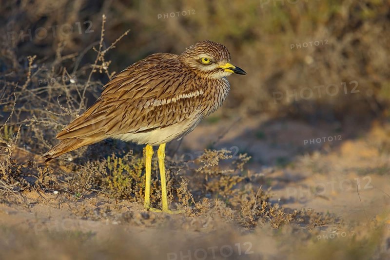 Curlew, Animals, Birds, (Burhinus oedicnemus), Biotope, Habitat, Foraging, Curlew family, Canary Islands, Lanzarote, Canary Islands, Spain