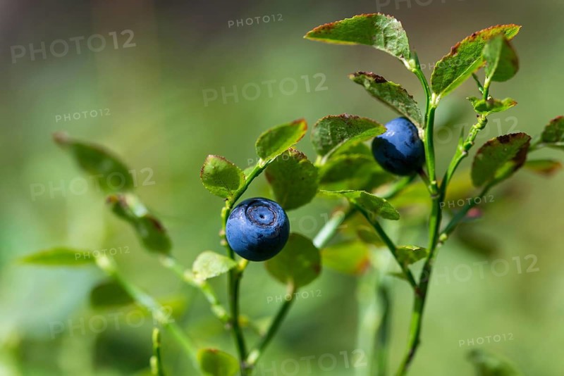 Bickberry, blueberry, ericaceae, European blueberry, heather family, blueberry, mollberry, blackberry, vaccinium myrtillus, wild berry, tickberry, berry, blue whortleberry, common bilberry, flora, fruit, plants, plants
